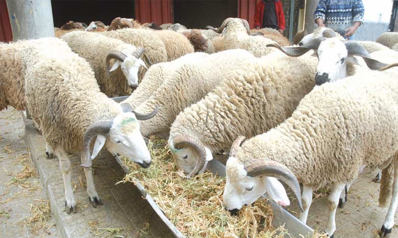 Aïd Al Adha 1444 :  Près de 6 millions de têtes de moutons et de chèvres sacrifiés
